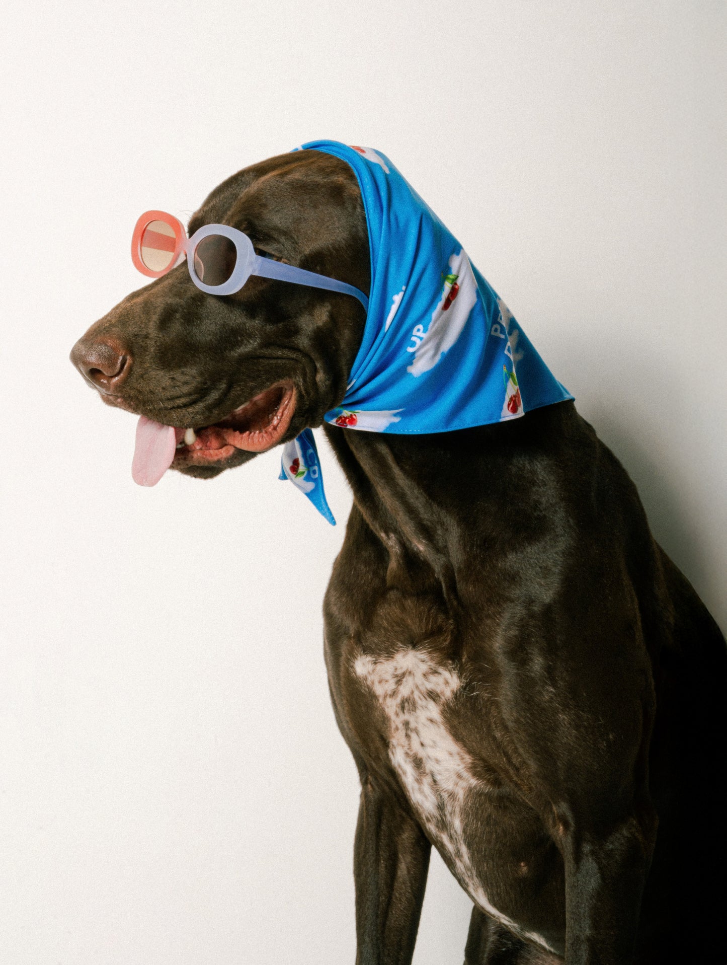 Bandana bleu clair pour chien Pets Dream